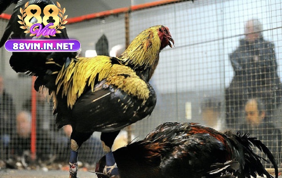 Kèo Cược Đa Dạng Lựa Chọn