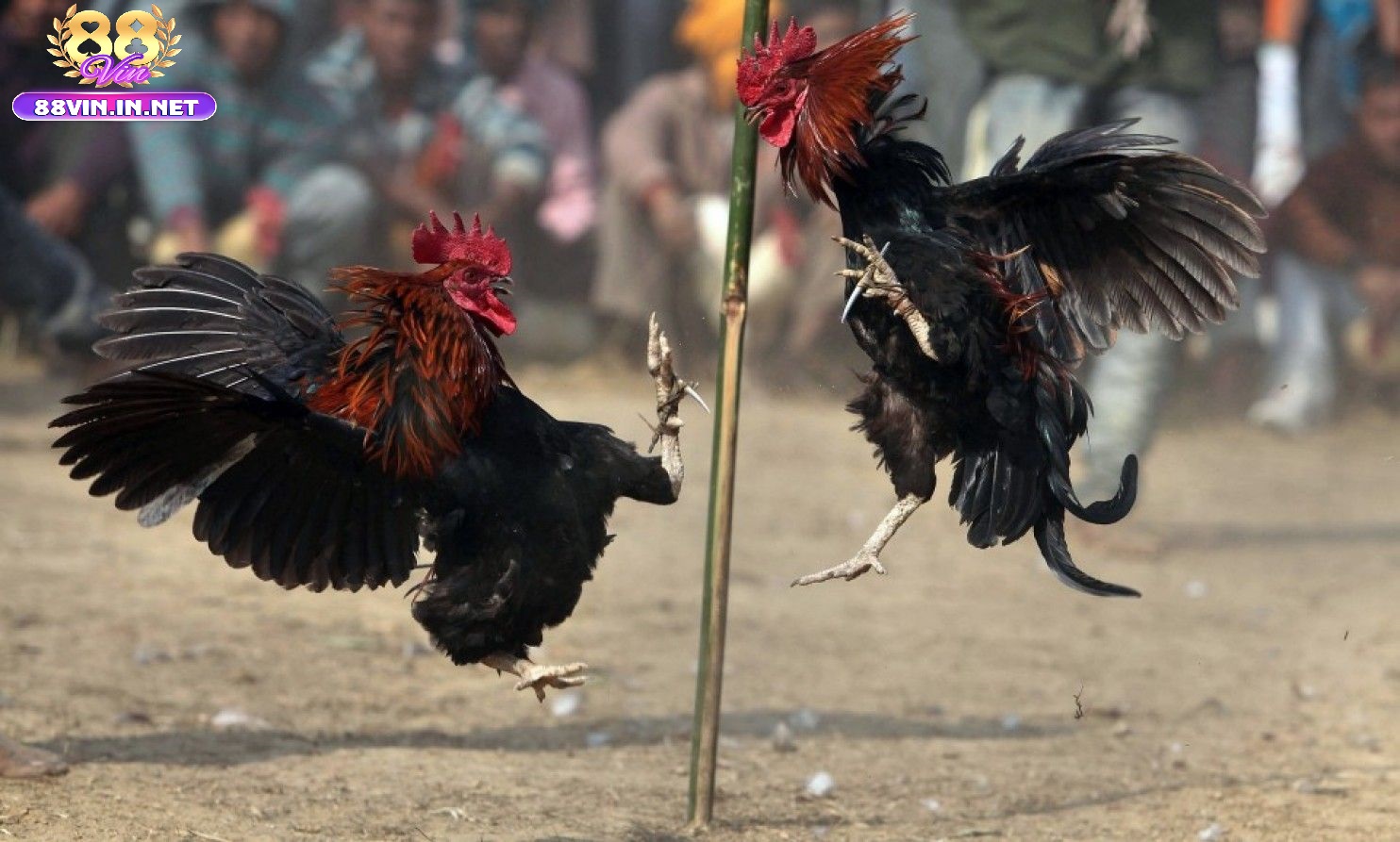Các Đấu Trường Gà Phổ Biến