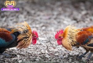 Lưu Ý Khi Chọn Mua Đá Gà Chọi Cuba 88vin