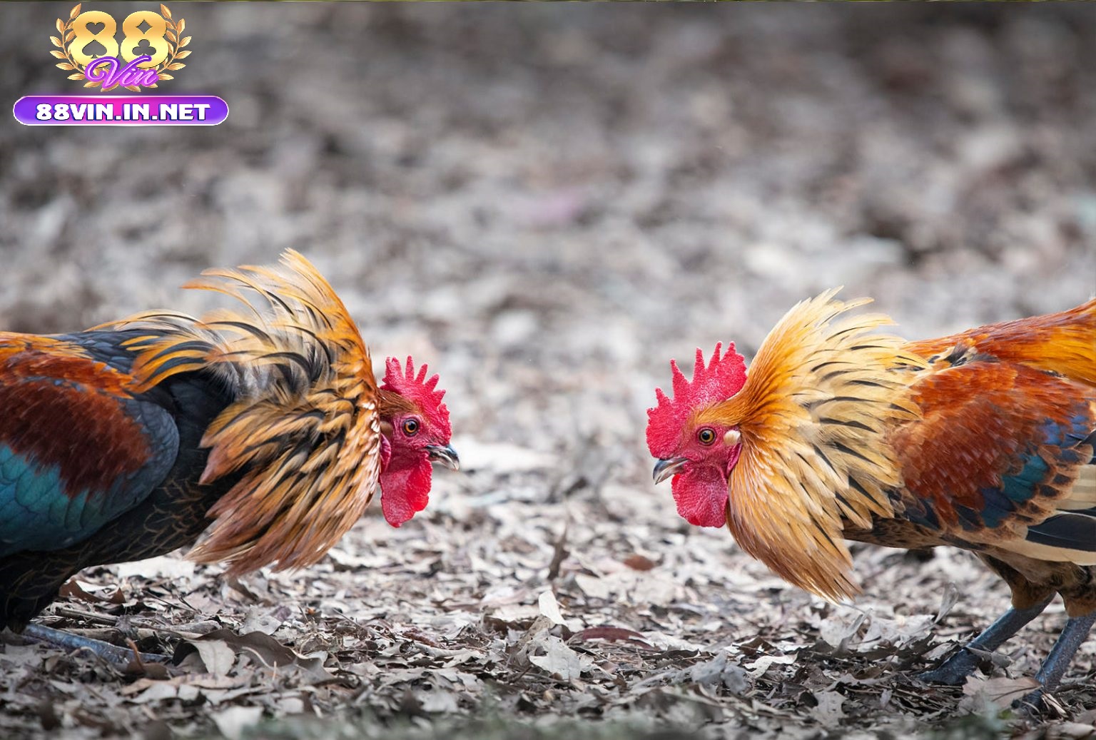 Lưu Ý Khi Chọn Mua Đá Gà Chọi Cuba 88vin