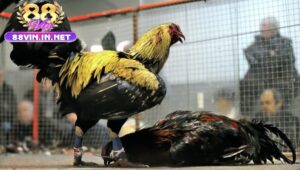 Đá Gà Cựa Sắt 88vin Là Gì?