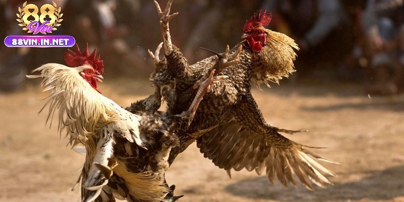 Điểm Nổi Bật Của Đá Gà Cựa Sắt 88vin