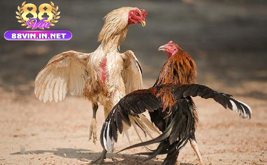 Đá Gà Thomo 88vin Là Gì?