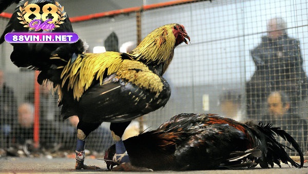 Vì Sao Đá Gà Thomo 88vin Được Yêu Thích?