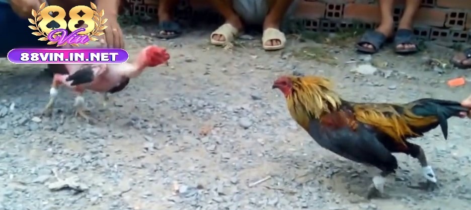 Vì Sao Đá Gà Tre 88vin Được Yêu Thích?