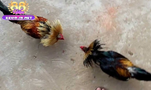 Ưu Điểm Vượt Trội Khi Tham Gia Đá Gà Tre 88vin