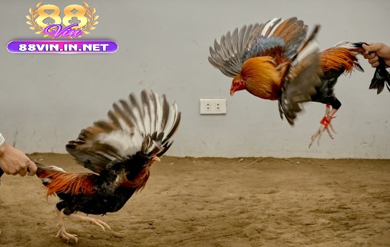 Các Hình Thức Cá Cược Phổ Biến